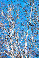 Trunks and branches of birches with white birch bark in a birch grove against the blue sky