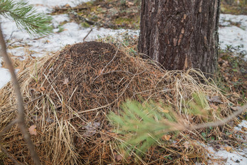 Ant hill in a pine forest in early spring