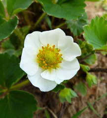Strawberry (Fragaria ananassa) flower close up. White strawberry blossoms, buds, and green leaves in spring. 