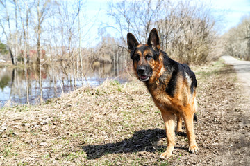 Dog German Shepherd near water in a sping day