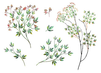 watercolor drawing of twig with leaves and flowers. Botanic illustration.