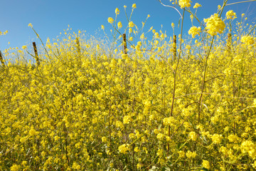Wild Mustard