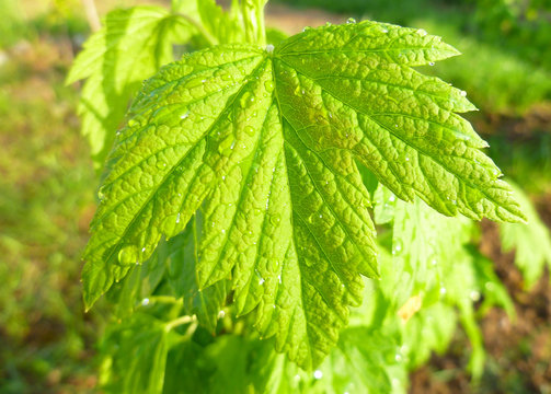 New leaves of black currant at bright sunny day in garden. Gardening, growing berries. First signs of spring. Close up. 