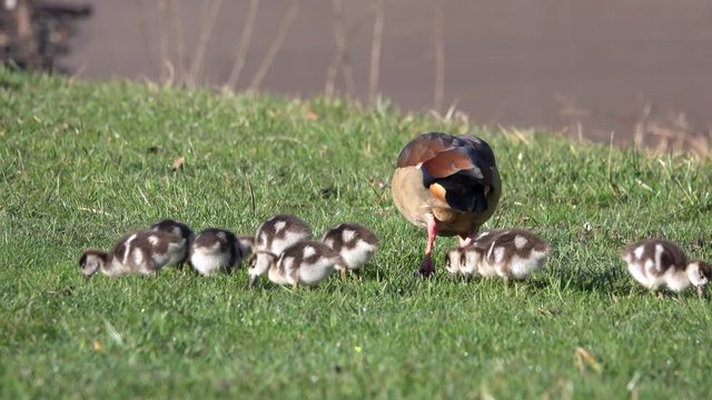 Nilgans, Egyptian goose&nbsp;(Alopochen aegyptiaca)