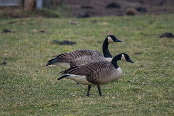 Nature outdoor wildlife bird