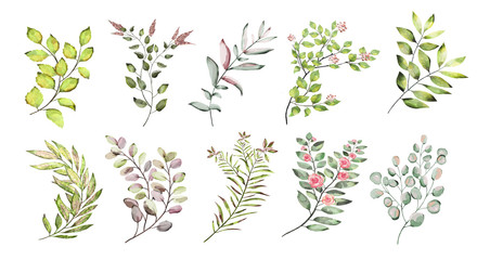 Watercolor illustration.  Botanical collection. Set of wild and garden herbs. Flowers, leaves, branches and other natural elements.