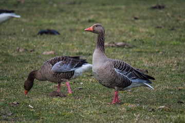 Nature outdoor wildlife bird