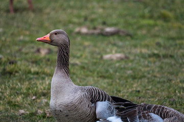 Nature outdoor wildlife bird