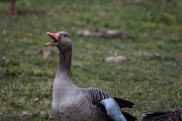 Nature outdoor wildlife bird