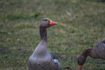 Nature outdoor wildlife bird
