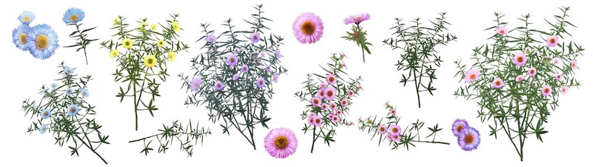 watercolor drawing of twig with leaves and flowers. Botanic illustration.