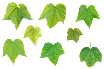 Blurred for background.Green Leaf on white background.Clipping Path.