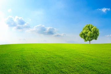 Wall murals Grass Green tree and grass field with white clouds