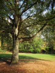 tree in the park at early autumn