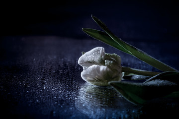 White Tulip on the mirror with water drops