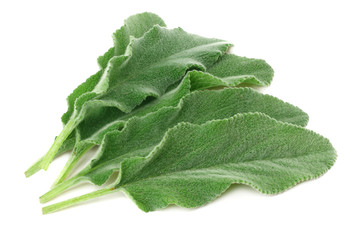 sage leaves isolated on white background. green leaves