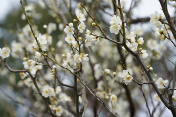 梅の花