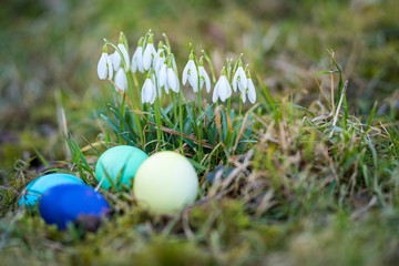 Easter Eggs and Snowdrops, natural surrounding.