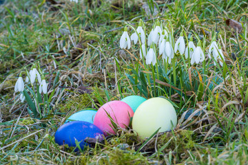 Easter Eggs and Snowdrops, natural surrounding.