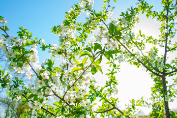  Cherry blossom flowers on a blue sky background in sunny spring day