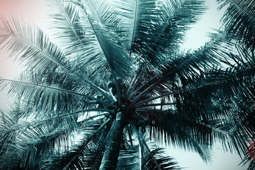coconut tree this beautiful palm with light sun vintage Style.