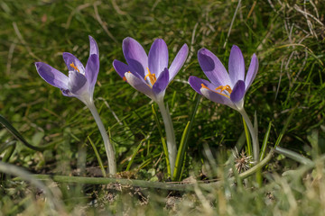 krokustrio
