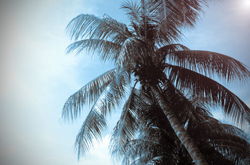 Fototapeta na wymiar coconut tree this beautiful palm with light sun vintage Style.