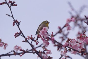 メジロと河津桜