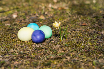 painted easter eggs and winter aconite, ground perspective, natural surrounding.
