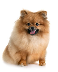 puppy pomeranian in studio