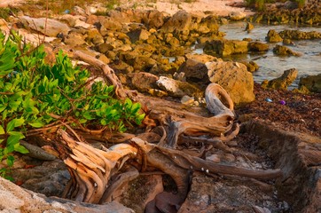 Tropical beach with corals. Dead corals on the beach. Marine organisms. The inhabitants of the seas and oceans.
