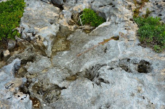 Tropical beach with corals. Dead corals on the beach. Marine organisms. The inhabitants of the seas and oceans.
