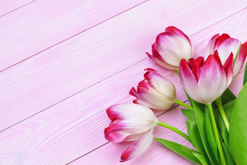Fresh tulips bunch on pastel pink background