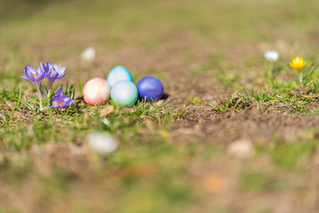 painted easter eggs and crocus