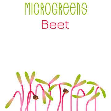 Microgreens Beet. Seed packaging design. Sprouting seeds of a plant