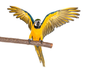 ara ararauna in studio © cynoclub