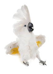 White cockatoo in studio © cynoclub