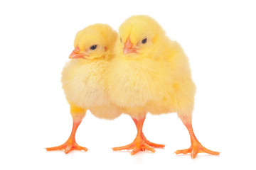 chicks in front of white background.