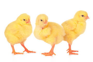 chicks in front of white background.