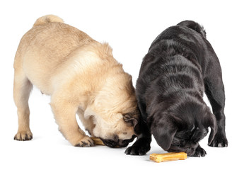 Pug dog isolated on a white background