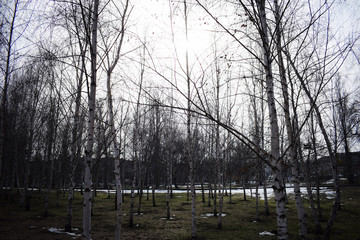 Birch forest in early spring. The sun breaks through the trees.