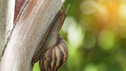 Macro of snail crawling in nature.