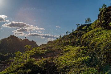 Hills covered by fern top view landscape © Alexander Zvarich 