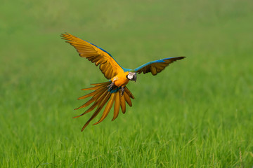 Fototapeta premium Macaw flying on green rice fields