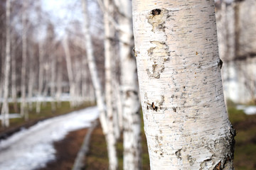 Bare birch trees. A birch tree forest in early spring. Path, forest background