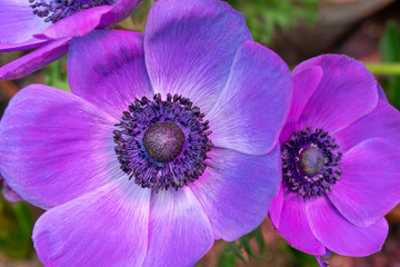 Beautiful purple flower.