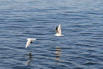 Gabbiani in volo sull'acqua del lago.