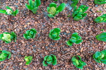 Green sprouts in the ground.