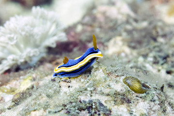 Colorful Blue and Yellow Nudibranch Sea Slug - Chromodoris Annae