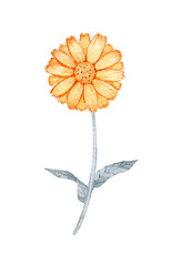 hand drawn watercolor calendula flower